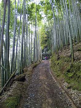 arashiyama