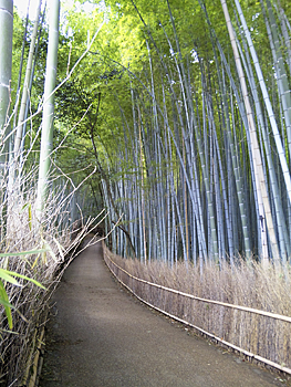 nonomiya2